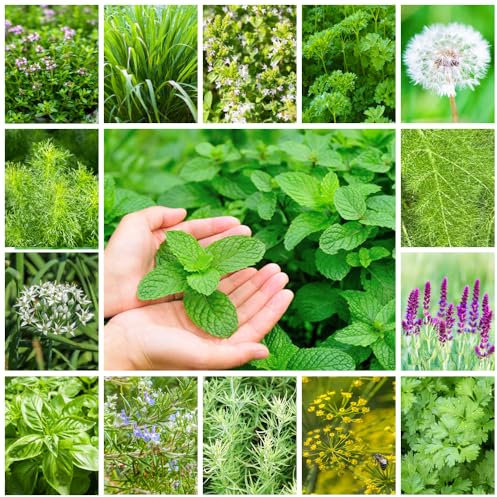 5000+ Mix Kräutersamen, 15 Sorten, nicht gentechnisch verändert, Hoch keimend, Heirloom, Einschließlich Fenchelsamen, Basilikum Samen, Kreuzkümmelsamen, Koriandersamen, Dill Samen & mehr für die Anpf