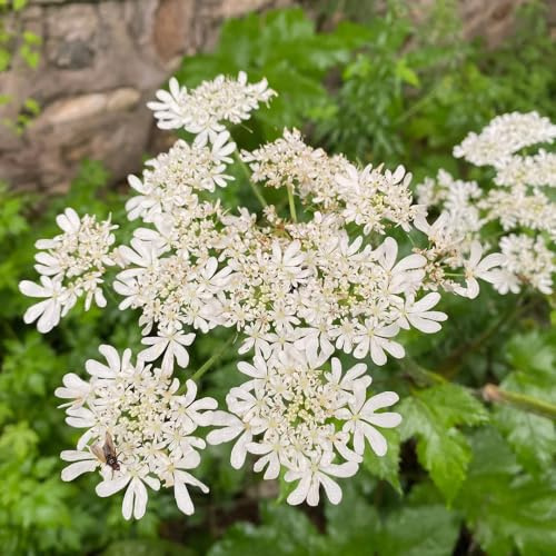 semi di levistico biologico - resistenti per tappezzare il terreno e adatte ai giardini interni, 500pcs