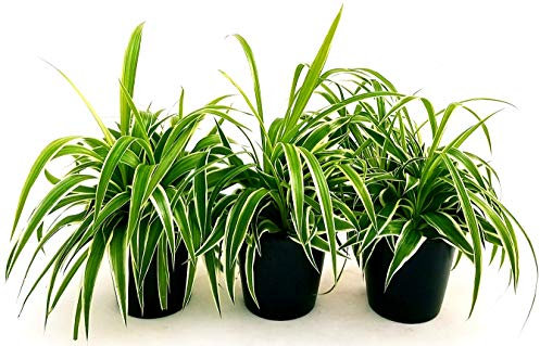 POWERS TO FLOWERS - CHLOROPHYTUM, FALANGIO 3 PIANTE IN VASO CERAMICA NERO OPACO, vaso 12cm, piante vere