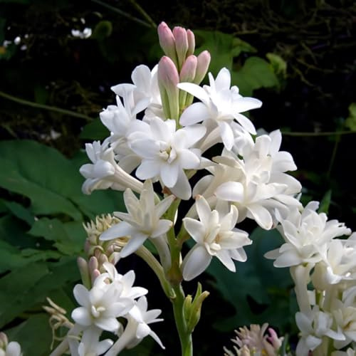 Bulbi da Fiore | Bulbi provenienti dai migliori produttori Olandesi | Esclusiva selezione e controllo qualità | Fioritura garantita. (2 Polianthes tuberosa THE PEARL)