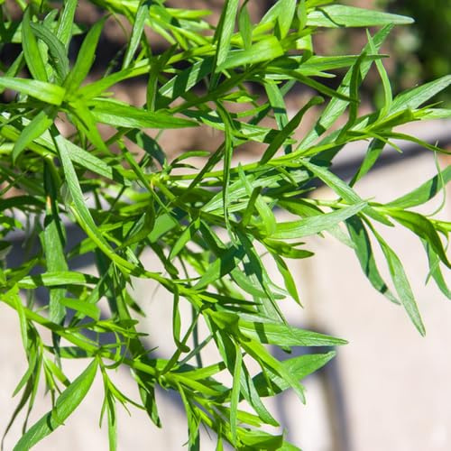 Semillas de estragón, de variedades antiguas semillas de comprar de estragón de jardín de rocas resistentes 150pcs
