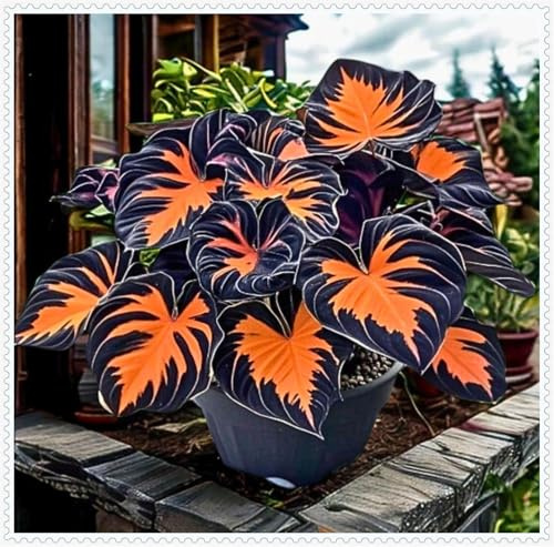 Otoño o primavera,Rizomas de Hosta -En maceta, Excelente para plantar en interiores o exteriores-Fácil de cultivar. -4 Rizomas-G