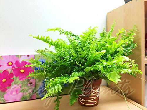 Easy Plants - Fougère de Boston en pot avec ligne métallique entrelacée, 25–30 cm de hauteur (y compris la hauteur du pot)