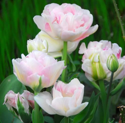 Tulip Angelique 8 Hardy Bulbs Lovely Pink Flower Head Makes a Superb Cut-Flower Ideal in pots/containers and Garden Borders 8 Bulbs by Thompson and Morgan