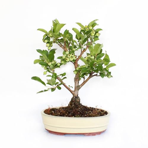 KENTIS - Bonsai di Melo - Malus Sp. - Pianta Vera da Frutto da Esterno - Piante da Giardino Balcone Terrazzo - H 40/45 cm Vaso in Ceramica 26 cm
