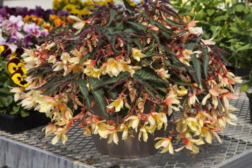 15 Seeds Begonia Bossa Nova Yellow Trailing Begonia The Seed pellets New!!: Only Seeds