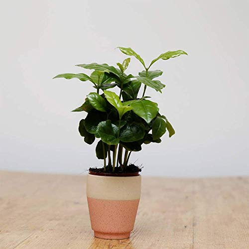Caféier Coffea Arabica de Qualité Supérieure - Plante d'Intérieur Vivante dans un Pot de 13 cm
