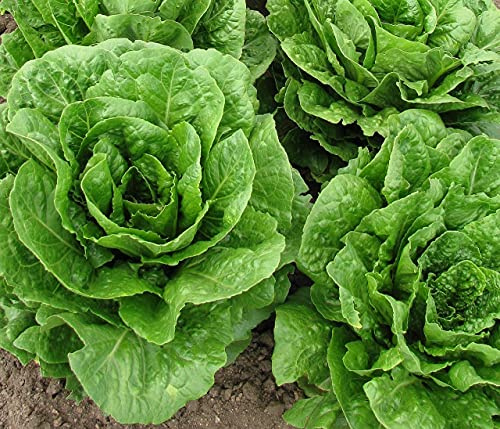 Lotto di 500 semi di lattuga bionda - Varietà croccante - Ricca di nutrienti - Voluminosa e soda - 100% naturale - Qualità gustativa - Garanzia di germinazione - 100% riproducibile