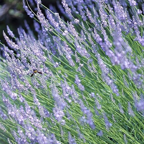 semillas de lavanda silvestres cortadas semillas de jardín lavanda jardín interior silvestres balcón decoración balcones medicinales reales en 1000pcs