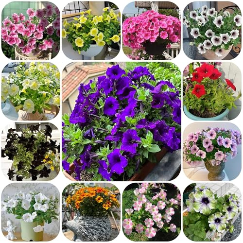 semi di petunia appesi, ombra di petunia, balcone, recisi da giardino, 450pcs