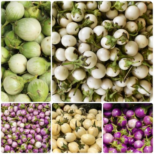 balcón de semillas de berenjena - interior organicas 50pcs