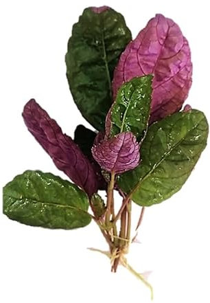 Hemigraphis Colorata 'Exotica' (x3) Live Aquarium Plants Tropical Fish Tank Shrimp Safe Snail Free