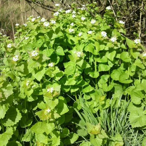 semi di senape all'aglio, giardino interno roccioso d'appartamento esotiche, varietà antiche biologiche 400pcs