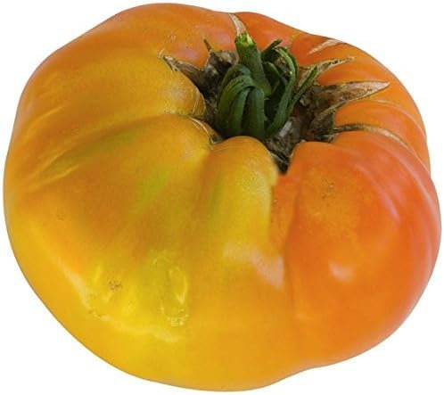 Lot de 10 Graines Tomates géante Jaunes - Taille : 40 à 60 CM semence - 241