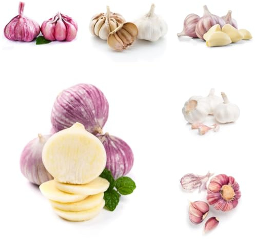 semillas de ajo para para camas elevadas, jardín de balcón ajo invierno culinarias, balcón, interior kit 200pcs