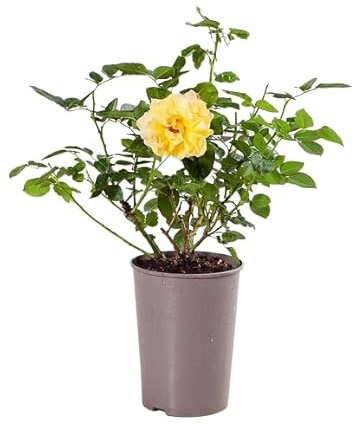 Rosal de Pie Bajo Amarillo Natural la Floración de la Primavera en tu Patio