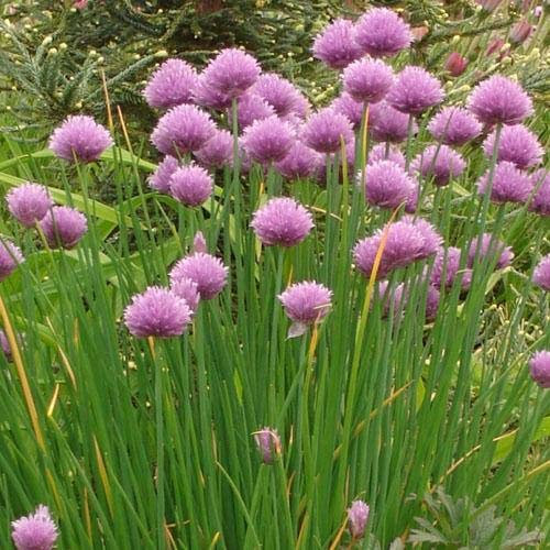 Garden Treasures Chives Herb Seeds Grow Your Own Herbs