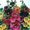 100 Piezas Semillas De Flores De Malva Los Colores Mezclados Y Las Decoraciones Coloridas Son Flores De Corte Fino Llamativas Para La Colocación En Interiores Y Exteriores