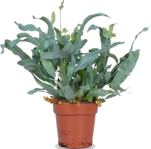 Helecho Azul Natural Planta de Interior con Hojas Colgantes y Exóticas