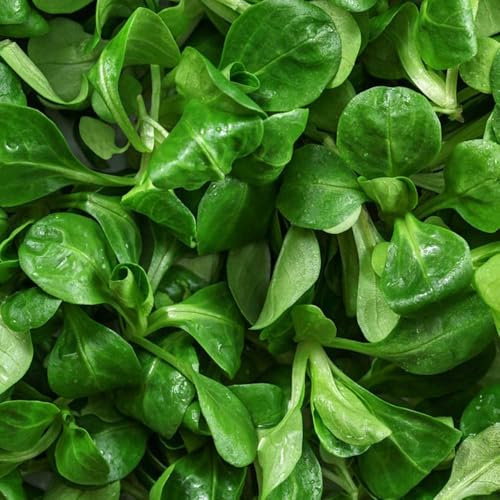 lattuga d'agnello da orto rialzate semi di lattuga da giardino perenni resistenti varietà di esotici tradizionali semi varietà antiche decorazioni 300semi