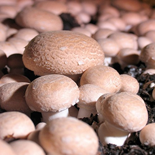 Suttons Seeds Mushroom Windowsill Kit - Chestnut