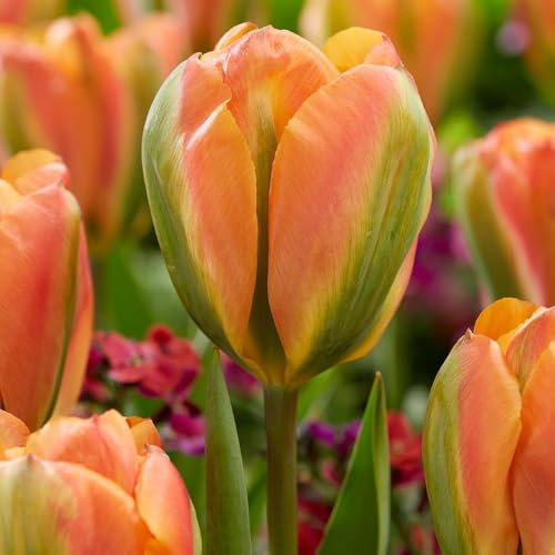 7 x Tulipa Viridiflora Orange Marmelade – Orange Flashed Green, Citrus Fresh Flowers – Spring Flowering Bulbs – Elegant Lily Flowering – Perennials – for Your Beautiful Garden