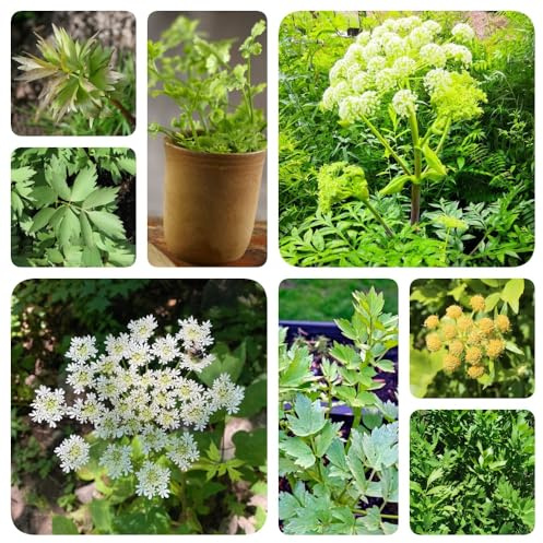 semi di levistico, vecchie varietà esotico raro prodotti sostenibili semi di aromatiche resistenti giardino aromatiche per gli amanti del giardino da 350pcs