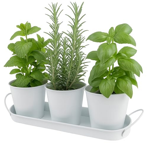 C CRYSTAL LEMON Lot de 3 Pots de Fleurs en métal pour Herbes aromatiques, avec Plateau – Pots d’intérieur pour Balcon, Jardin ou Rebord de fenêtre