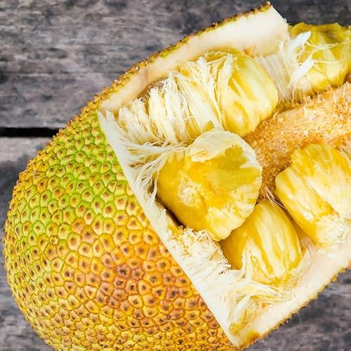 Jackfruit Tree Tropical Fruit Live Tree 1’-2’ Tall TropicalPlantae
