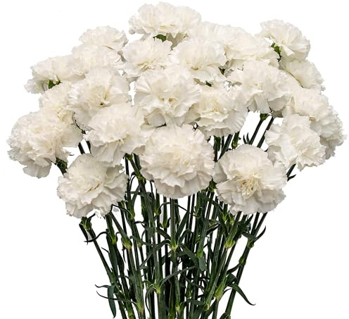 Bouquet de Clavel Blanco con 50 Flores Aromáticas y Frescas para Endulzar el Hogar