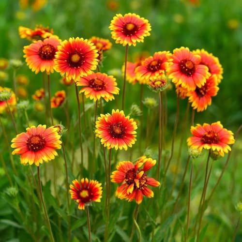 Semillas de escarapela, Gaillardia, semillas de cobertura del suelo resistentes Gaillardia pulchella, de otoño floración resistente 250pcs