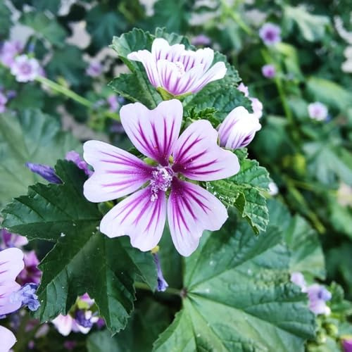 Semillas de malva, semillas de Malva Silvestre, Malva Sylvestris, semillas perenne 200pcs