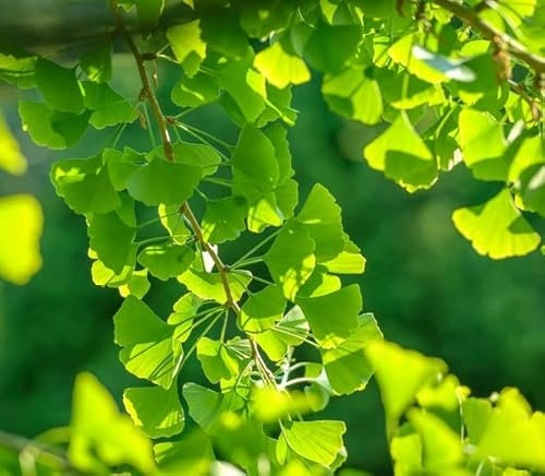 Ginkgo biloba, Fächerblattbaum, 60-80 cm im Topf