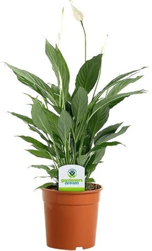 Espatifilo Natural, la Planta Fácil de Mantener que Te Encantará - Spathiphyllum