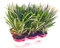 Exotenherz - Pachypodium lameri - Palma real de Madagascar - Maceta de 12 cm