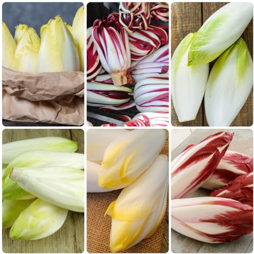 semi di cicoria perenni, resistenti insalata di radicchio, aiuole rialzate per giardino, sementi antiche varietà balcone 200pcs