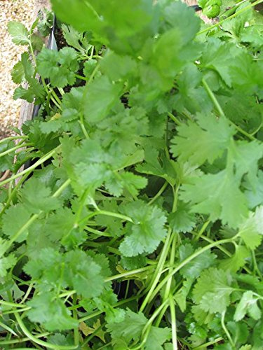 100 semi - Cilantro- cinese prezzemolo