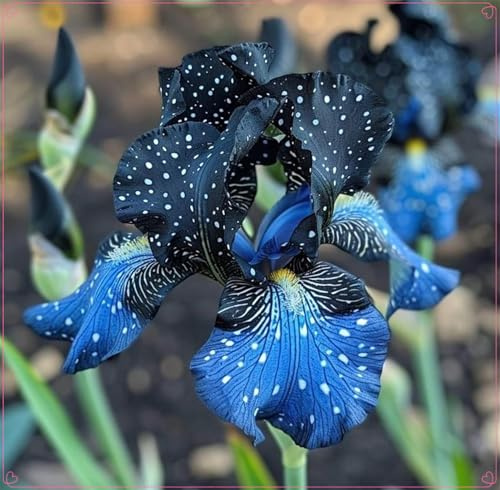 Fácil de cultivar.Excelente para plantar en interiores o exteriores. En maceta.Bulbos de Iris .Otoño o primavera,iris bulbos-10 Bulbos-I
