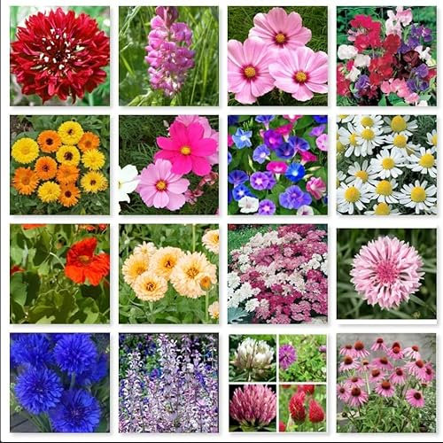 Wild Flower Pure Seeds Mix of 16 Flower in one Bag with no Grass in The Mix, All Organic Fresh Seeds to Grow in Garden, Farm, School or Balcony (25g)