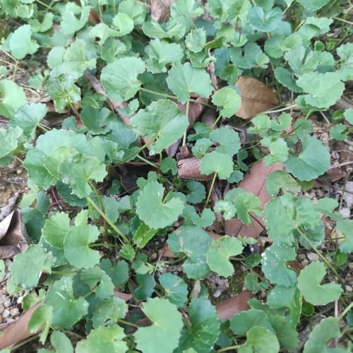 Semillas de centella asiática, semillas de jardín de rocas resistentes Balcón con parterre de exóticas 500pcs
