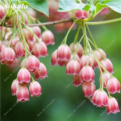 El envío libre 50 PC de la herencia de semillas Las semillas de flor decoración de jardín Bonsai Campanula Canterbury Campanas perenne de flores 14