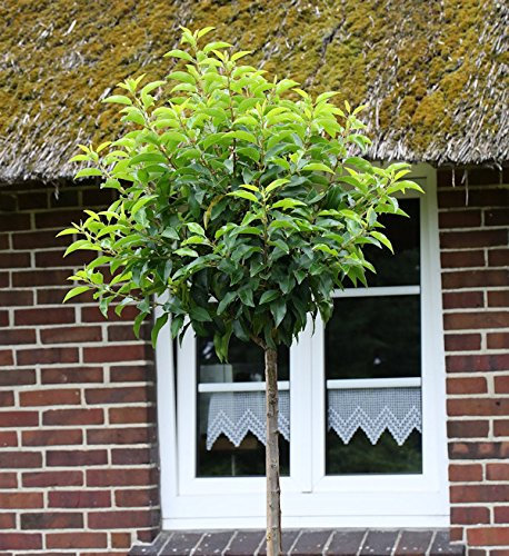 Hochstamm Portugiesische Lorbeerkirsche Angustifolia 80-100cm - Prunus lusitanica