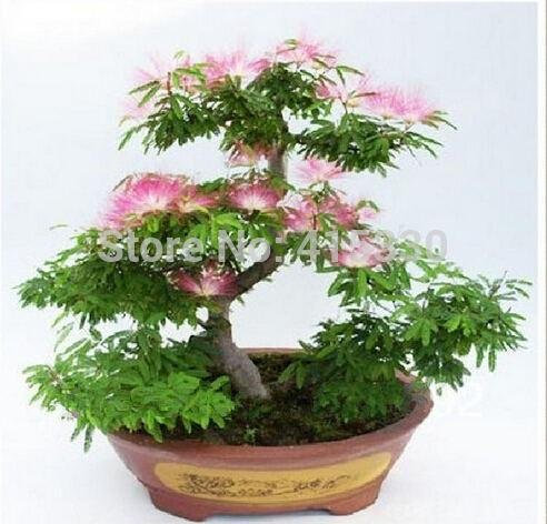 20 Semillas Piezas Albizia flor llamada la semilla del árbol de seda Mimosa raras plantas de jardín en maceta Flores del arco iris del pote:Seeds Only