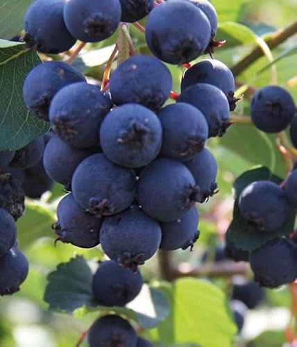 Felsenbirne Smoky 2L - Die süßeste und ertragreichste Sorte