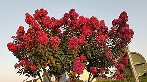 Lagerstroemia indica BRAISE D'ÉTÉ® 'Indybra' / Lilas des Indes BRAISE D'ÉTÉ® 'Indybra' / Conteneur de 3 à 4 litres
