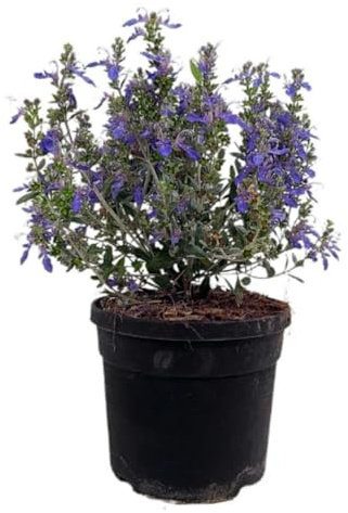 Planta natural Teucrium Azureum, 30-35 cm. Arbusto perenne mediterráneo con flores azules vibrantes y follaje aromático. Segura Garden.