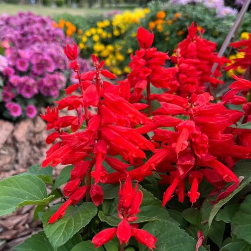semi di salvia del fuoco, varietà antiche biologiche Salvia splendens serre balcone decorazioni giardino per esterni balcone, 400pcs