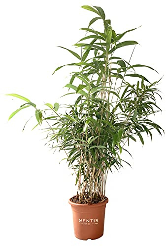KENTIS - Set di Bambusa Metake Pseudosasa Japonica - Bambù Pianta Vera da Esterno - Bamboo Pianta da Siepe - H 100-120c m Vaso Ø 24 cm