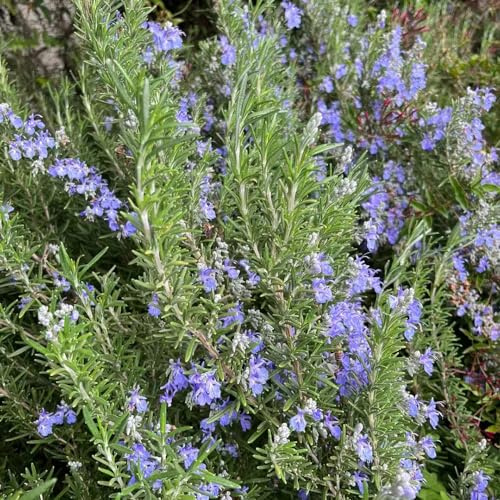 semi di rosmarino biologiche interno raro giardino roccioso selvatici 125pcs