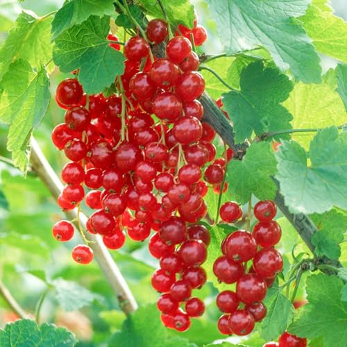 Redcurrant Laxton's Number One - Ribes rubrum Outdoor Plant - Summer Fruits Garden Shrubs and Bushes - Large Plants Outdoor Garden Ready Red Berry Fruit Plants (3 Litre Pot, 30-50cm)